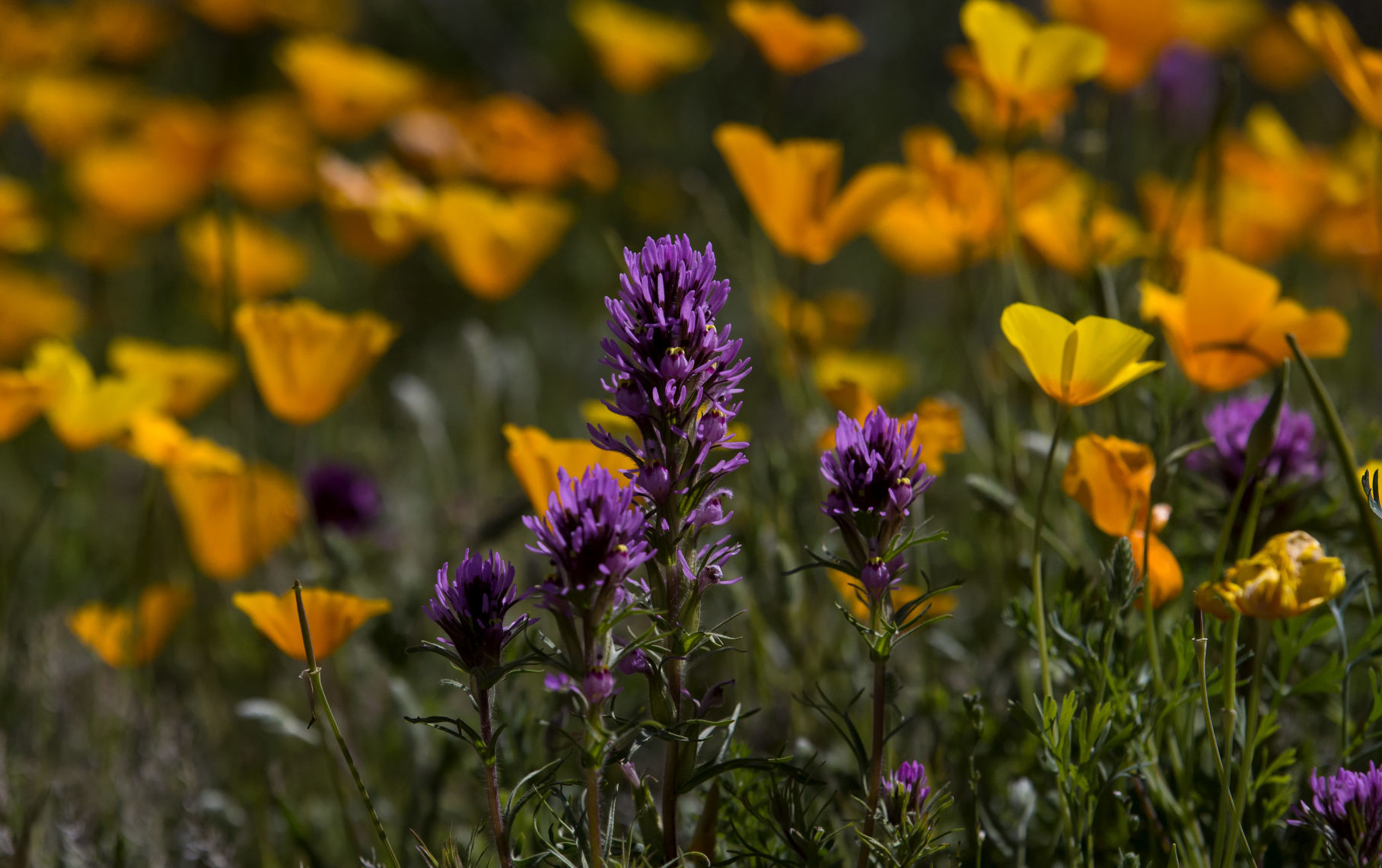 Wildflowers around Tucson, 2020